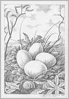 f54